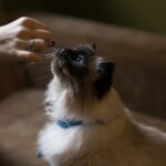 Trockenfutter Katze