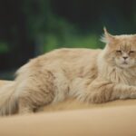 Maine Coon Katze