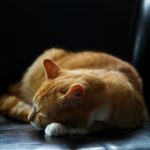 overgrooming katze