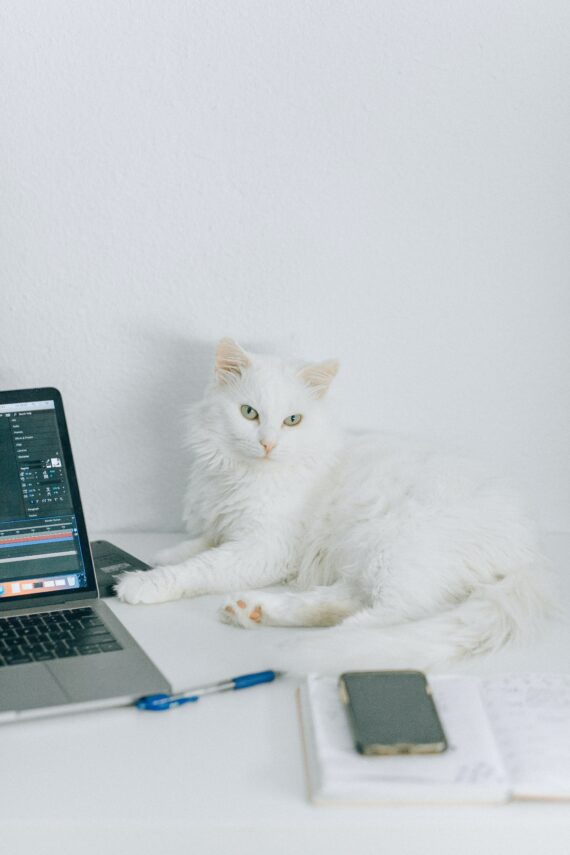 Katze von der Steuer absetzen