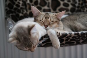 Katzenbett für die Heizung