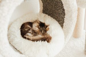 Rundes Katzenbett