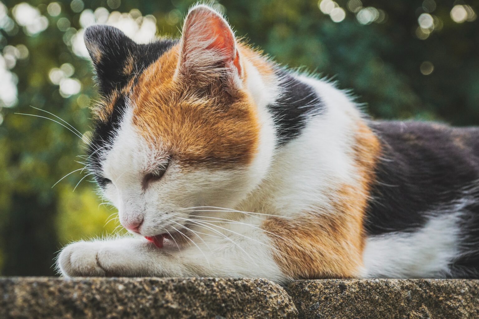 Katze Leckt An Allem - Darum Tut Sie Es! - Katze.org